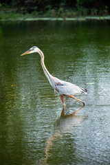 Great blue heron bird. Florida. USA.