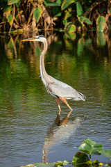 Great blue heron bird. Florida. USA.
