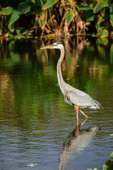 Great blue heron bird. Florida. USA.