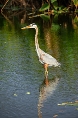 Great blue heron bird. Florida. USA.