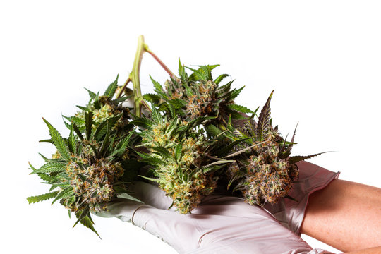 Harvesting time for cannabis