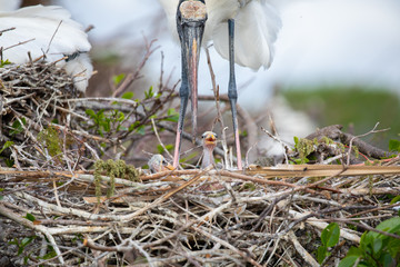 Wood stork birds and nest. Florida. USA. 