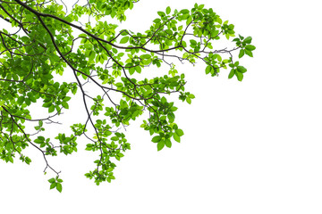 Green tree leaves and branches isolated on white background - Powered by Adobe