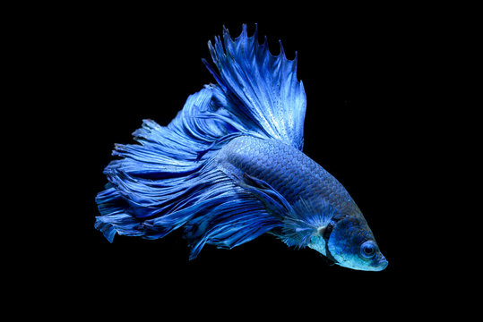 Blue fighting fish isolated on black background