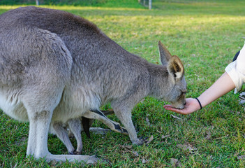 Hand feeding a kangaroo at a park in Brisbane, Australia