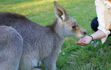 Naklejka na ściany i meble Hand feeding a kangaroo at a park in Brisbane, Australia