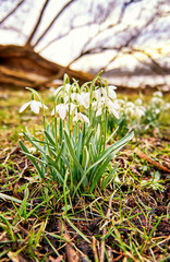Snowdrops in spring on a meadow with flowers. Galanthus nivalis