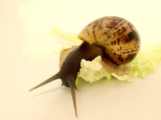 snail on green leaf