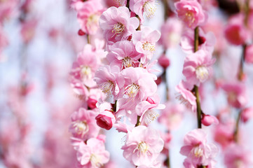 枝垂れ梅の花