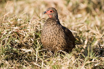 Obraz premium swainson's francolin in Kruger National Park South Africa.