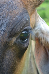 close up of an cow´s eye