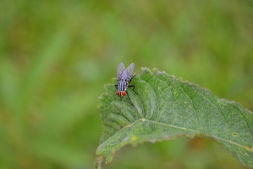 fly on a leaf
