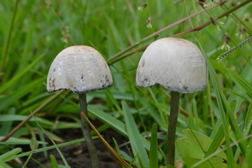 mushroom in the grass