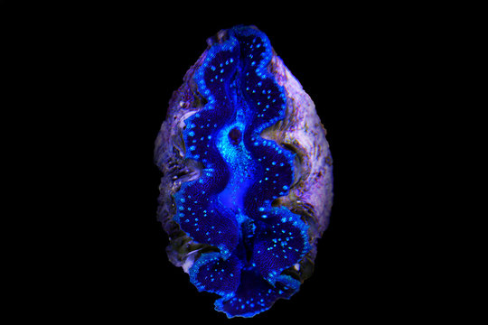Tridacna maxima colorful clam isolated in reef aquarium