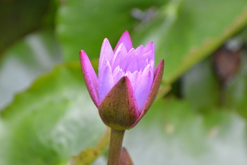 lotus in the garden