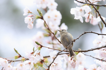 キクイタダキ　Goldcrest