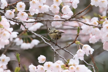 Obraz premium 満開の桜とキクイタダキ Cherry Blossoms & Goldcrest 