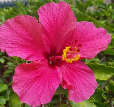 Flor de hibiscus, tambi&eacute;n cayena
