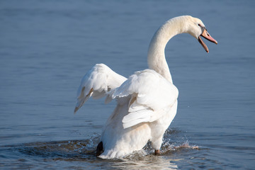 angry swan 