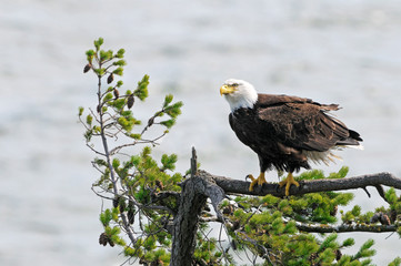 Bald Eagle standing on Douglas Fir Tree, Vancouver Island, British Columbia, Canada