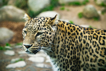 Fototapeta na wymiar Portrait of a predatory spotted animal Leopard