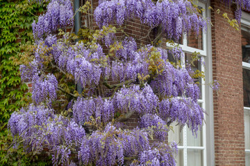 Spring blossom of purple wisteria plant