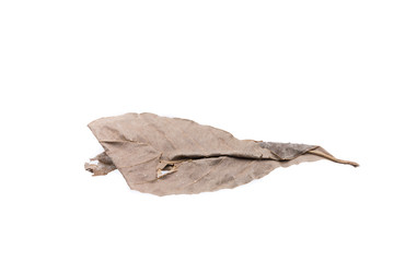 Dried Herbs,Lagerstroemia speciosa (L.) Pers.,Queen's crape myrtle , Pride of India,LYTHRACEAE