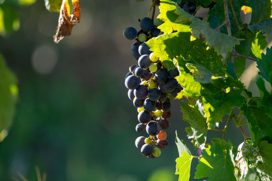 Bio winery red wine grape vineyard in Provence, south of France