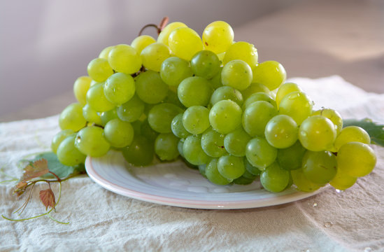Ripe organic vine of white table seadless grape from Italy, new harvest