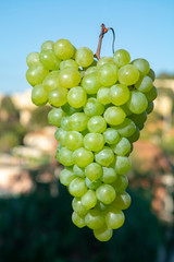 Ripe organic vine of white table seadless grape from Italy, new harvest