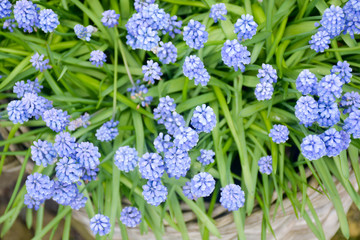 Blossom of early spring flowers blue Muscari