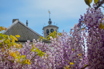 Spring blossom of purple wisteria plant