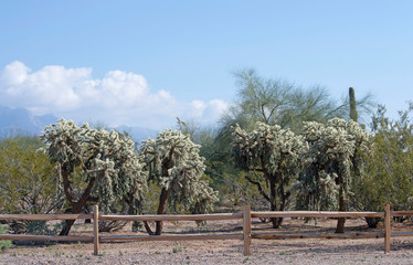 Desert view with wooden fence in the foreground