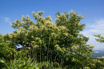 Fototapeta premium 栗の花