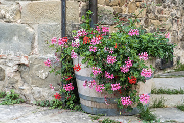 Fototapeta na wymiar Beautiful flowers in front of stone wall in a small village of medieval origin. Toscana, Italy.
