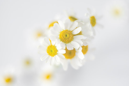 Fresh white chamomile flowers in soft and blur style. Flower background with copy space.