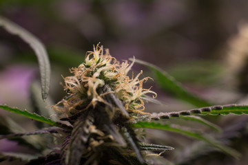 Cannabis Bud Marijuana Flower Weed Macro In Indoor