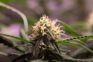 Cannabis Bud Marijuana Flower Weed Macro In Indoor