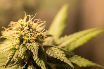 Cannabis Bud Marijuana Flower Weed Macro In Indoor