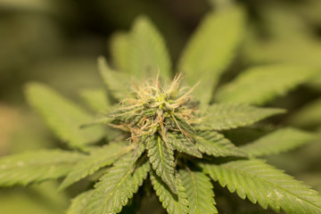 Cannabis Bud Marijuana Flower Weed Macro In Indoor