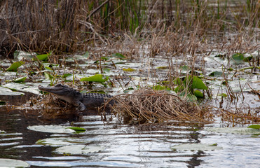 Obraz premium gator on log