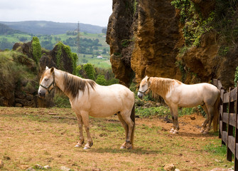 Andalusian horse Equus przewalskii f. caballus, Park of the Nature of Cabarceno, Cantabria, Spain