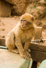Rhesus monkey, Rhesus Macaque, Macaca mulatta, , Park of the Nature of Cabarceno, Cantabria, Spain
