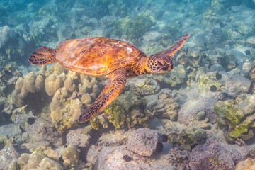 Obraz na płótnie Canvas Sea turtle swimming over reef