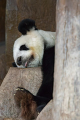 Image of a panda is sleeping on the rocks. Wild Animals.