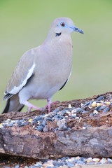 Zenaida asiatica perched on a backyard home feeder