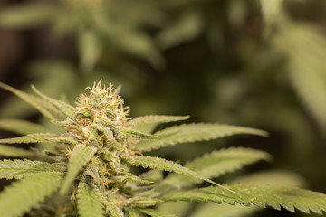 Cannabis Bud Marijuana Flower Weed Macro In Indoor