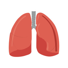Isolated human lungs image. Vector illustration design