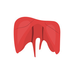 Isolated human cut liver. Vector illustration design