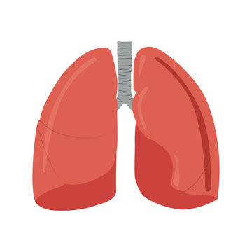 Isolated human lungs image. Vector illustration design